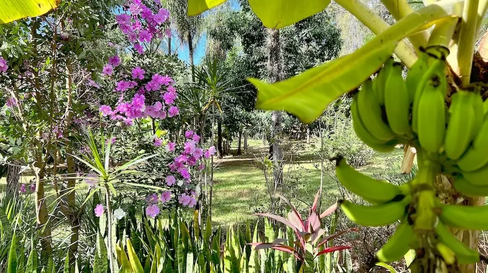 Vue du parc tropical