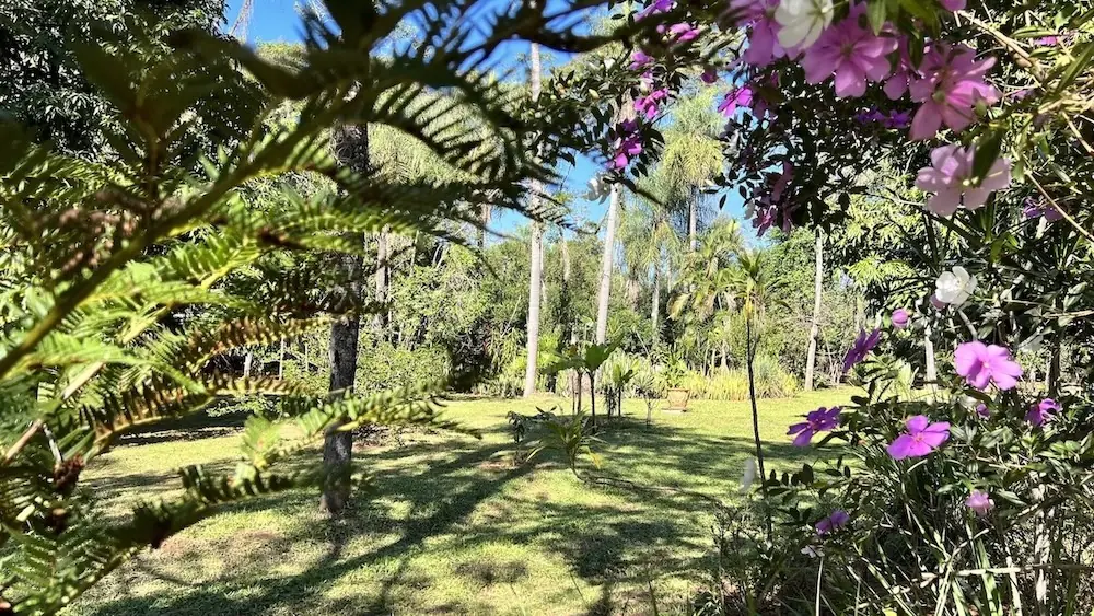 Bougainvilliers et bananiers dans le parc