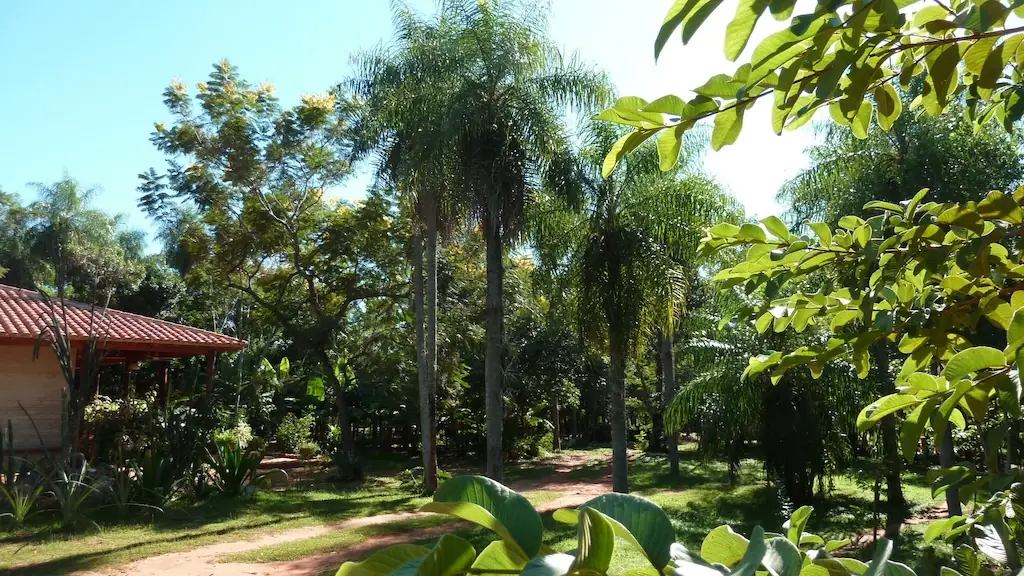 Palmiers et manguiers du parc