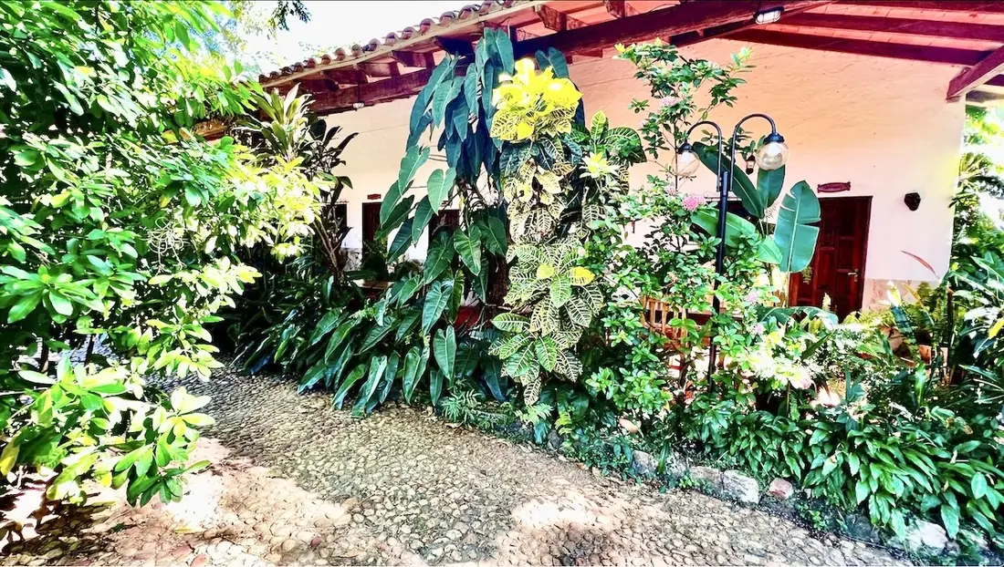 Allée pavée bordée de plantes tropicales